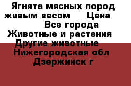 Ягнята мясных пород живым весом.  › Цена ­ 125 - Все города Животные и растения » Другие животные   . Нижегородская обл.,Дзержинск г.